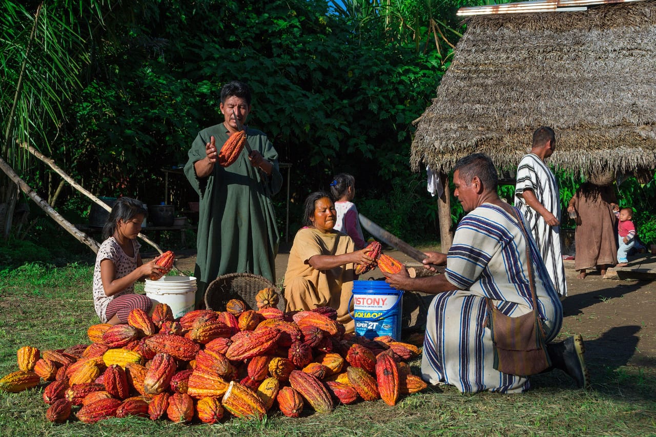Familia de una comunidad nativa amazónica cosechando y abriendo mazorcas de cacao