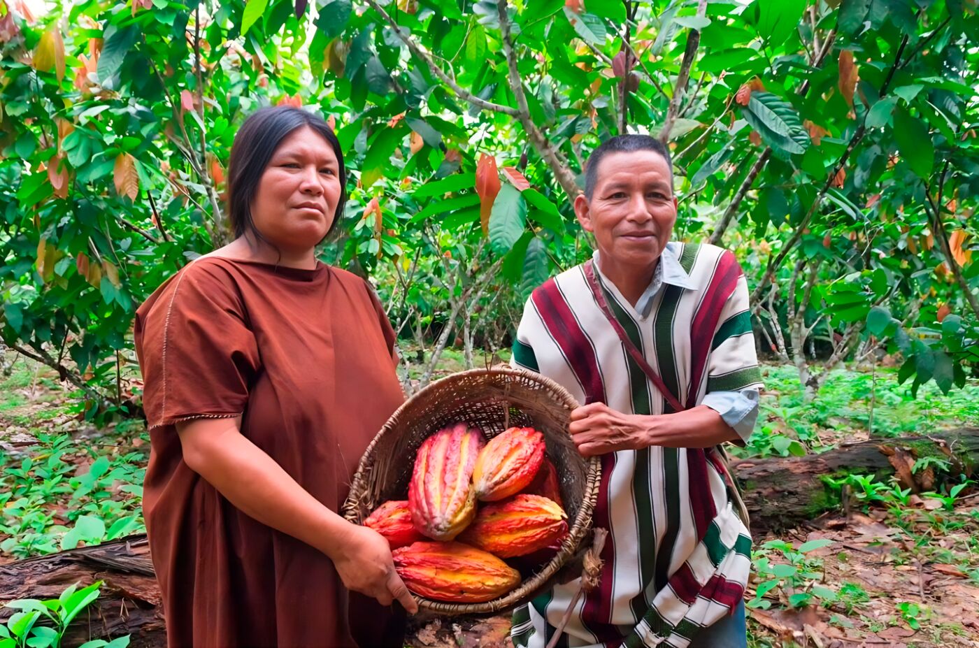 Productores de una comunidad nativa amazónica mostrando una canasta de mazorcas de cacao recién cosechadas